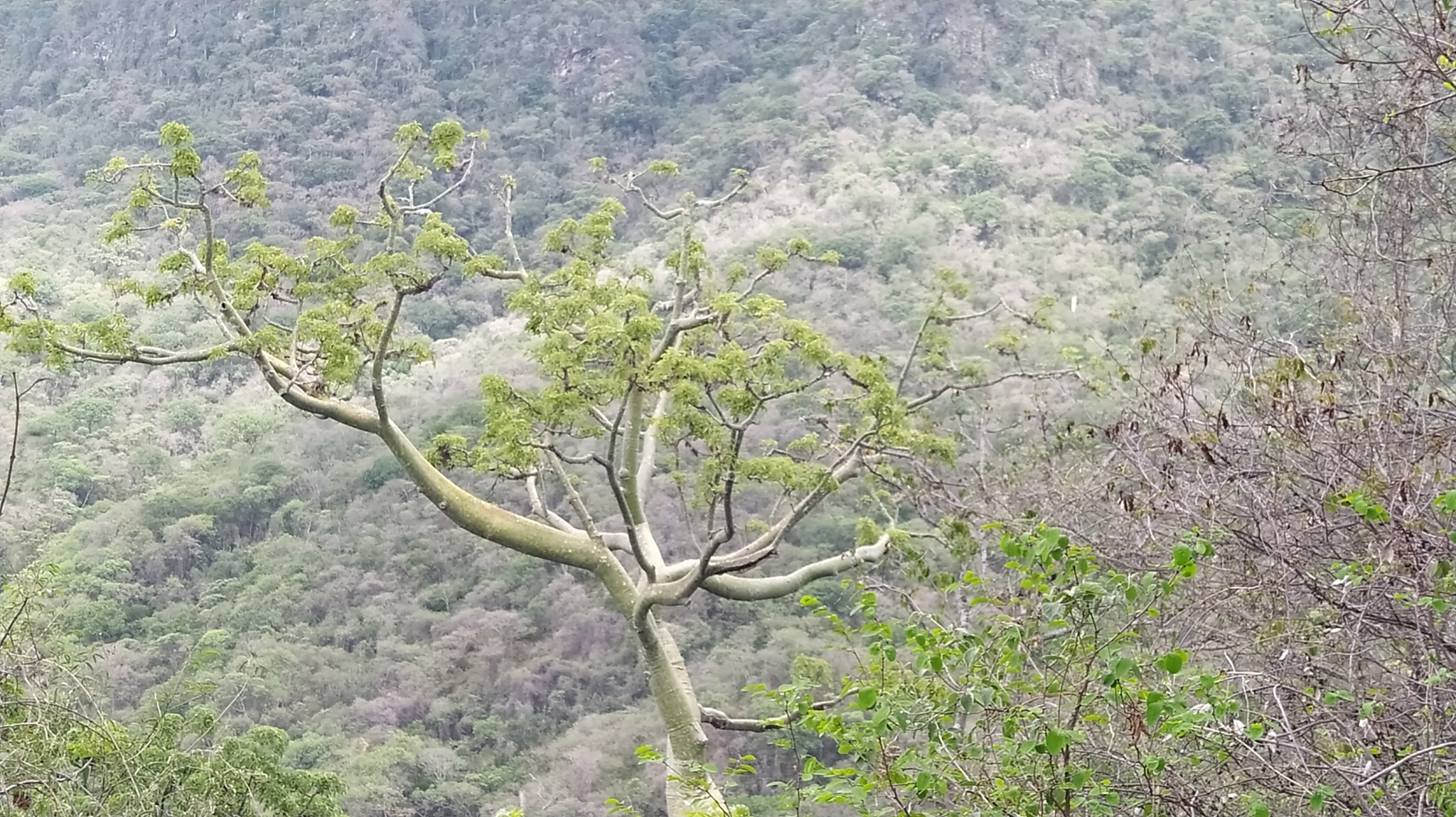 Ceiba image