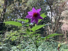 Dahlia imperialis