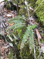 Asplenium resiliens