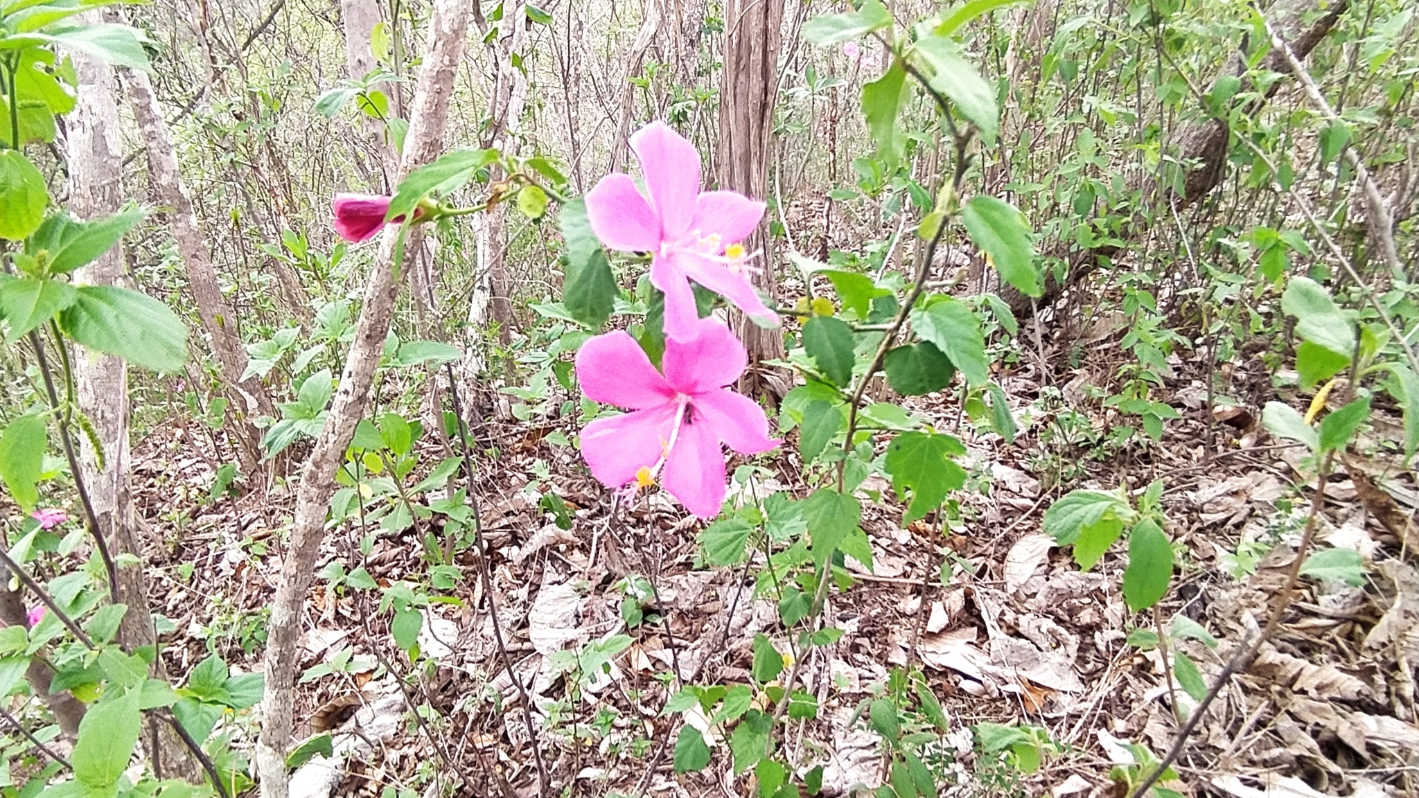 Hibiscus phoeniceus image