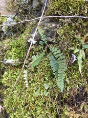 Asplenium resiliens