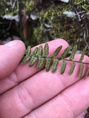 Asplenium resiliens