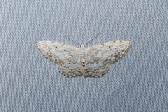 Idaea albitorquata