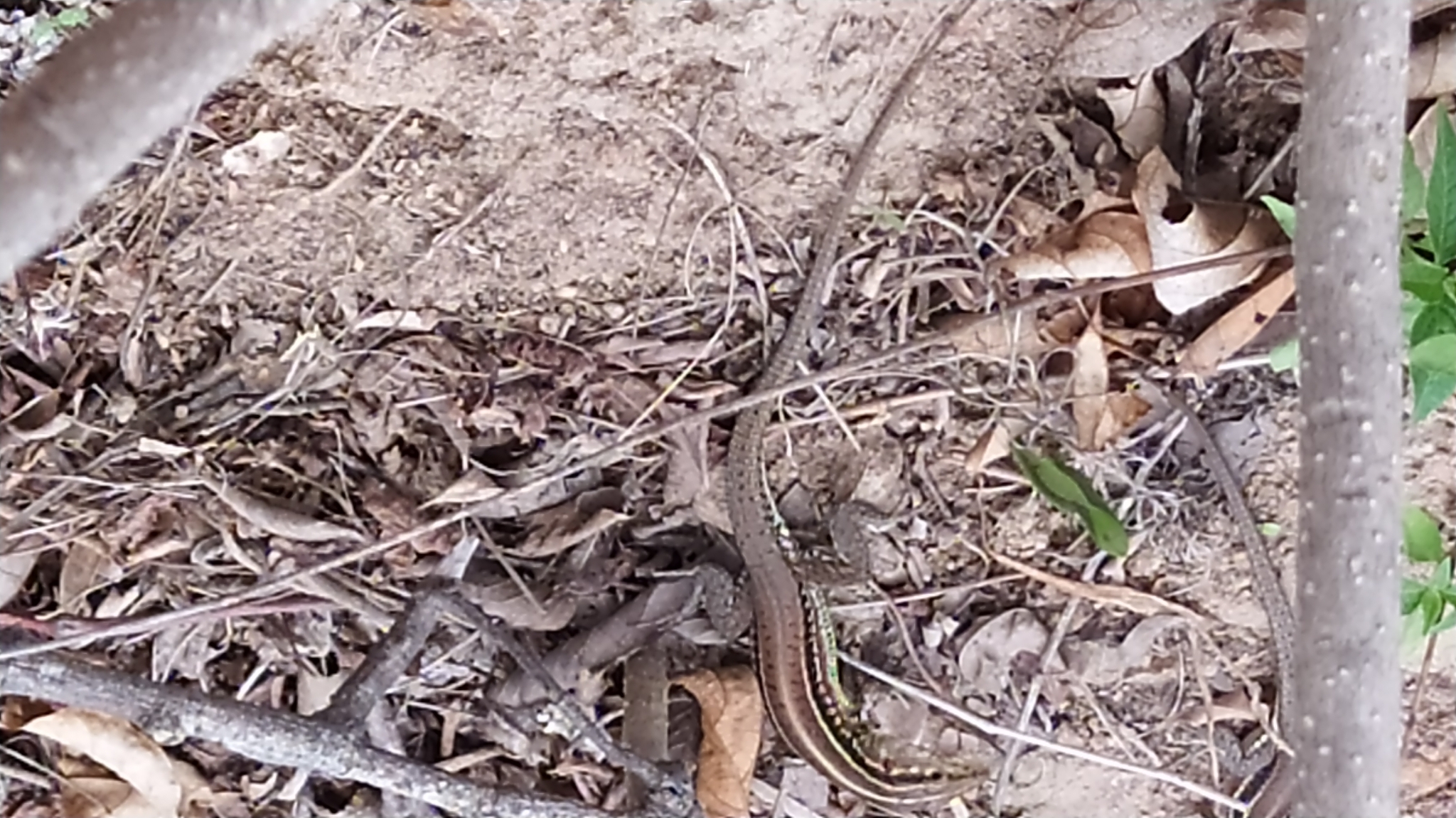 Medopheos edracanthus image