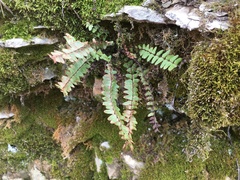 Asplenium resiliens