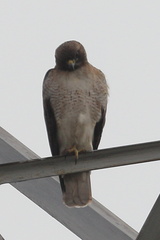Buteo jamaicensis