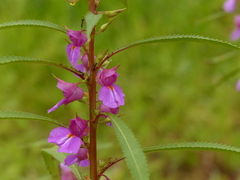 Impatiens rosea