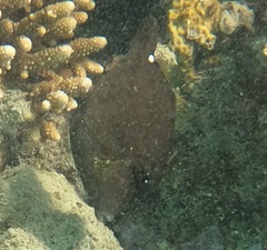 Cantherhines pardalis