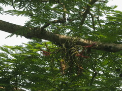 Tillandsia caput-medusae