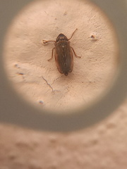 Stirellus bicolor