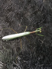 Miomantis caffra