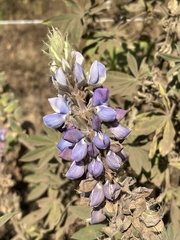 Lupinus montanus