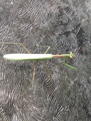 Miomantis caffra
