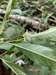 Solanum aligerum