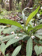 Solanum aligerum