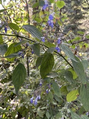 Salvia polystachia