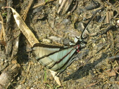 Protographium epidaus