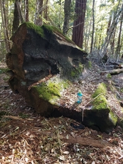 Sequoia sempervirens