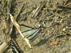 Protographium epidaus
