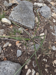 Hesperaloe parviflora