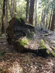 Sequoia sempervirens