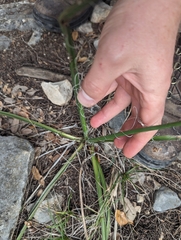 Hesperaloe parviflora