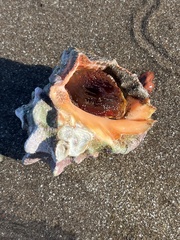 Neorapana tuberculata