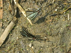 Protographium epidaus