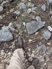 Hesperaloe parviflora