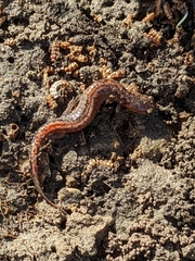 Plethodon websteri