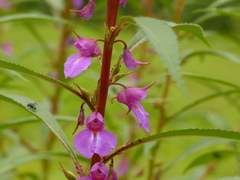 Impatiens rosea