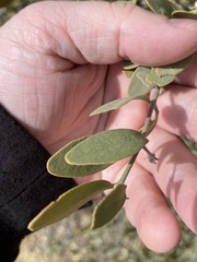 Simmondsia chinensis