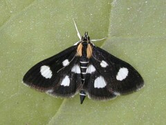 Anania funebris