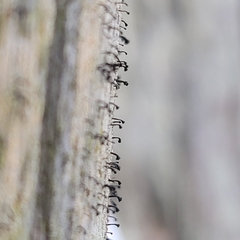 Mycocalicium subtile