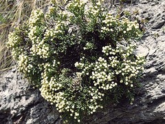 Helichrysum intermedium