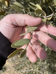Simmondsia chinensis