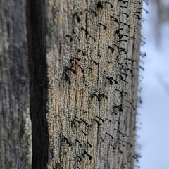 Mycocalicium subtile
