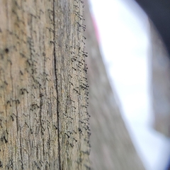 Mycocalicium subtile
