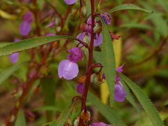 Impatiens rosea