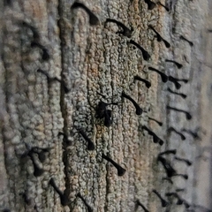 Mycocalicium subtile