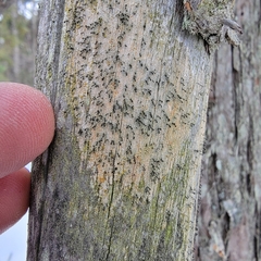 Mycocalicium subtile