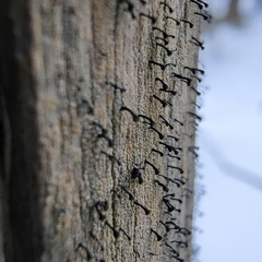 Mycocalicium subtile