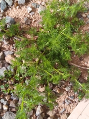 Oncosiphon pilulifer