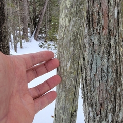 Mycocalicium subtile