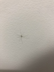 Pholcidae