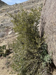 Simmondsia chinensis