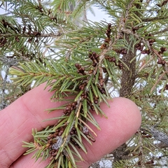 Arceuthobium pusillum