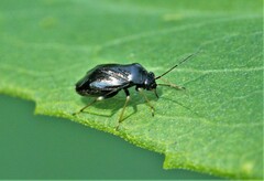 Slaterocoris