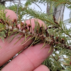 Arceuthobium pusillum