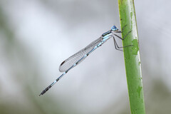 Austrolestes minjerriba